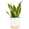 image:imageCosta Farms Snake Plant Live Indoor Plant Air Purifying Low Light EasySnake Plant  Medium 1220 Inches Tall  in Decorative Planter Pot