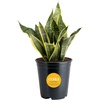 image:imageCosta Farms Snake Plant Live Indoor Plant Air Purifying Low Light EasySnake Plant  Medium 1220 Inches Tall  in Grow Pot