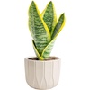 Snake Plant  Small (8-12 Inches Tall)  in Décor Planter