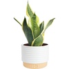 Snake Plant  Small (8-12 Inches Tall)  in Decorative Plant Pot