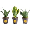 Snake Plant  Small (8-12 Inches Tall)  in Grower Pot  3-Pack