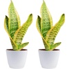 Snake Plant  Small (8-12 Inches Tall)  in Indoor Décor Plant Pot  2-Pack