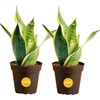 Snake Plant  Small (8-12 Inches Tall)  in Indoor Grow Pot  2-Pack