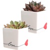 Echeveria  Mini (3-5 Inches Tall)  in Cute Décor Love Plant Pot (2-Pack)