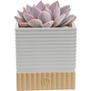 Echeveria  Mini (3-5 Inches Tall)  in Cute Décor Love Plant Pot