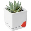 Echeveria  Mini (3-5 Inches Tall)  in Gift For Mom Décor Pot