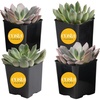 image:imageCosta Farms Succulents Live Indoor Plant Easy Care Home DecorEcheveria  Small 3 Inches Tall  in Grow Pot 4Pack