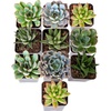image:imageCosta Farms Succulents Live Indoor Plant Easy Care Home DecorGrow Pot 10Pack