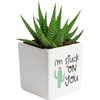 Haworthia  Mini (4 Inches Tall)  in Cute Cactus Décor Pot