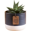 Haworthia  Small (4 Inches Tall)  in Décor Plant Pot