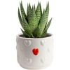 Haworthia  Small (4 Inches Tall)  in Plant Lover Décor Pot