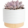 image:imageCosta Farms Succulents Live Indoor Plant Easy Care Home DecorSucculent  Growers Choice