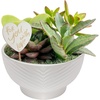 Succulent Garden  Medium (6-8 Inches Tall)  in Cute Succulent Gift Décor Pot