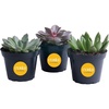 image:imageCosta Farms Succulents Live Indoor Plant Easy Care Home Decorin Grower Pot  3Pack