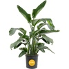 image:imageCosta Farms White Bird of Paradise Live Indoor Plant Easy CareWhite Bird of Paradise  Extra Large 45 Feet Tall  in Grow Pot
