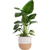 image:imageCosta Farms White Bird of Paradise Live Indoor Plant Easy CareWhite Bird of Paradise  Large 23 Feet Tall  in Boho Dcor Planter
