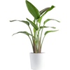image:imageCosta Farms White Bird of Paradise Live Indoor Plant Easy CareWhite Bird of Paradise  Large 23 Feet Tall  in Decorative Plant Pot