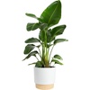 image:imageCosta Farms White Bird of Paradise Live Indoor Plant Easy CareWhite Bird of Paradise  Large 23 Feet Tall  in Decorative Planter