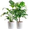 image:imageCosta Farms White Bird of Paradise Live Indoor Plant Easy CareWhite Bird of Paradise and Money Tree  Large 23 Feet Tall  in Decorative Planter  2Pack