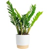ZZ Plant  Large (2-3 Feet Tall)  in Decorative Plant Pot