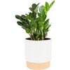 image:imageCosta Farms ZZ Plant Live Indoor Plant Air Purifying Easy CareZZ Plant  Medium 1220 Inches Tall  in Decorative Plant Pot