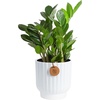 image:imageCosta Farms ZZ Plant Live Indoor Plant Air Purifying Easy CareZZ Plant  Medium 1220 Inches Tall  in Decorative Planter