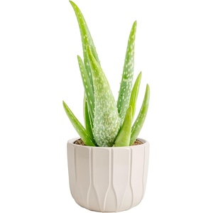 image:imageCosta Farms Aloe Vera Live Indoor Plant Easy Care Home DecorAloe Vera  1012 Inches Tall  in Decorative Plant Pot