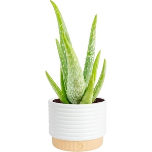 image:imageCosta Farms Aloe Vera Live Indoor Plant Easy Care Home DecorAloe Vera  1012 Inches Tall  in Decorative Planter