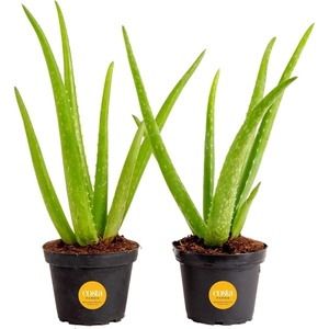 image:imageCosta Farms Aloe Vera Live Indoor Plant Easy Care Home DecorAloe Vera  1012 Inches Tall  in Growers Pot  2Pack