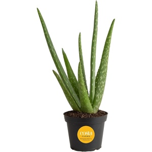 image:imageCosta Farms Aloe Vera Live Indoor Plant Easy Care Home DecorAloe Vera  1012 Inches Tall  in Growers Pot