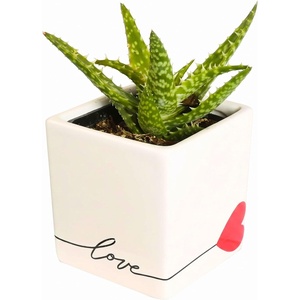 image:imageCosta Farms Aloe Vera Live Indoor Plant Easy Care Home DecorAloe Vera  Mini 45 Inches Tall  in Cute Heart Dcor Pot