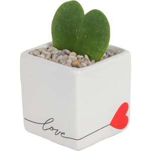 image:imageCosta Farms Aloe Vera Live Indoor Plant Easy Care Home DecorHoya Heart  Mini 45 Inches Tall  in Cute Heart Dcor Pot