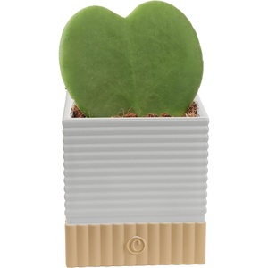 image:imageCosta Farms Aloe Vera Live Indoor Plant Easy Care Home DecorHoya Heart  Mini 45 Inches Tall  in Cute Love Dcor Pot