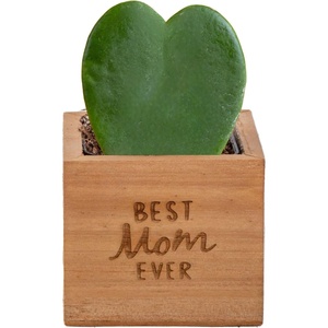image:imageCosta Farms Aloe Vera Live Indoor Plant Easy Care Home DecorHoya Heart  Mini 45 Inches Tall  in Gift for Mom Pot
