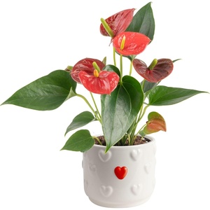 image:imageCosta Farms Anthurium Live Indoor Plant Easy Care Home DecorAnthurium  1014 Inches Tall  in Cute Dcor Flower Pot
