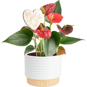 image:imageCosta Farms Anthurium Live Indoor Plant Easy Care Home DecorAnthurium  1014 Inches Tall  in Cute Decorative Pot