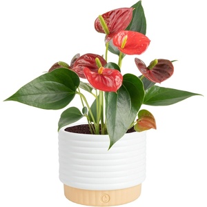 image:imageCosta Farms Anthurium Live Indoor Plant Easy Care Home DecorAnthurium  1014 Inches Tall  in Decorative Plant Pot