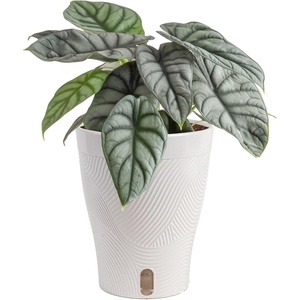 image:imageCosta Farms Begonia Live Indoor Plant Easy Care Home DecorIndoor Dcor Plant Pot