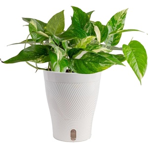 image:imageCosta Farms Begonia Live Indoor Plant Easy Care Home DecorSelfWatering Plant Pot