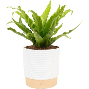 image:imageCosta Farms Boston Fern Live Indoor Plant Easy Care Home DecorBirds Nest Fern  Medium 12 Feet Tall  in Decorative Plant Pot