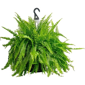 image:imageCosta Farms Boston Fern Live Indoor Plant Easy Care Home DecorBoston Fern  Extra Large 34 Feet Tall  Wide  in Hanging Basket