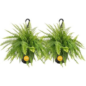 image:imageCosta Farms Boston Fern Live Indoor Plant Easy Care Home DecorBoston Fern  Large 12 Feet Tall  Wide  in Hanging Basket 2Pack