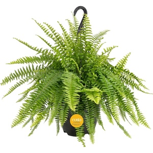image:imageCosta Farms Boston Fern Live Indoor Plant Easy Care Home DecorBoston Fern  Large 12 Feet Tall  Wide  in Hanging Basket