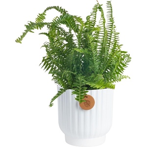 image:imageCosta Farms Boston Fern Live Indoor Plant Easy Care Home DecorKimberly Queen Fern  Medium 12 Feet Tall  in Decorative Plant Pot