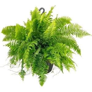 image:imageCosta Farms Boston Fern Live Indoor Plant Easy Care Home DecorMacho Fern  Extra Large 34 Feet Tall  in Grow Pot