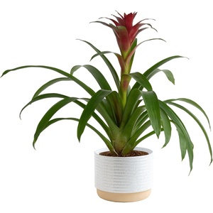 image:imageCosta Farms Bromeliad Live Indoor Plant Easy Care Home DecorBromeliad  Medium 20 Inches Tall  Decorative Planter