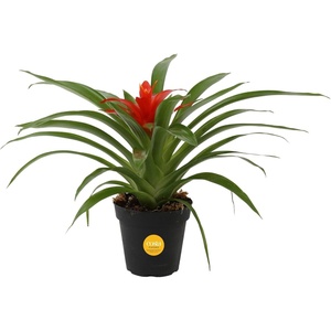 image:imageCosta Farms Bromeliad Live Indoor Plant Easy Care Home DecorBromeliad  Small 12 Inches Tall  Grow Pot