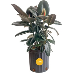 image:imageCosta Farms Cactus Live Indoor Plant Easy Care Home DecorEuphorbia Red Cactus  Large 23 Feet Tall  in Decorative Plant Pot