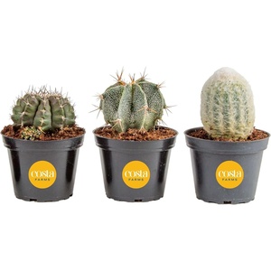 image:imageCosta Farms Cactus Live Indoor Plant Easy Care Home DecorLive Cactus Assortment  Small 48 Inches Tall  in Grow Pot  3Pack