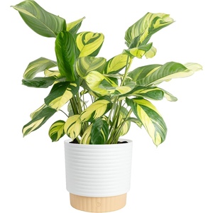 image:imageCosta Farms Calathea Live Indoor Plant Easy Care Home DecorCalathea  Growers Choice Variety  Large 23 Feet Tall  in Dcorative Pot